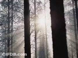 The Sun Is Shining Through The Trees In The Forest GIF