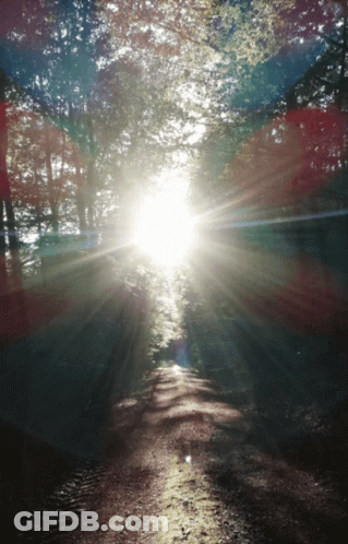 The Sun Is Shining Through The Trees On A Dirt Path GIF