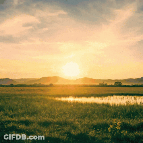 The Sun Shines Brightly Over A Grassy Field GIF