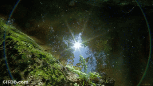 The Sun Shines Brightly Through The Trees In The Woods GIF