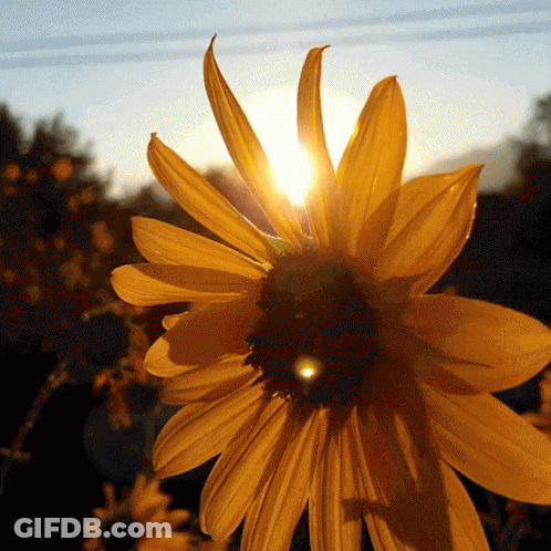 The Sun Shines Through The Petals Of A Yellow Flower GIF