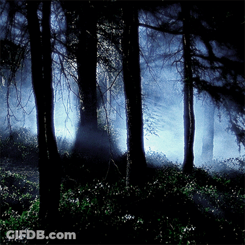 The Sun Shines Through The Trees In The Dark Forest GIF