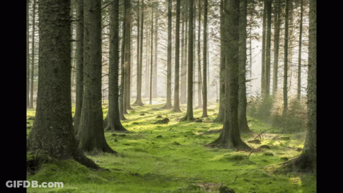 The Sun Shines Through The Trees In This Forest GIF