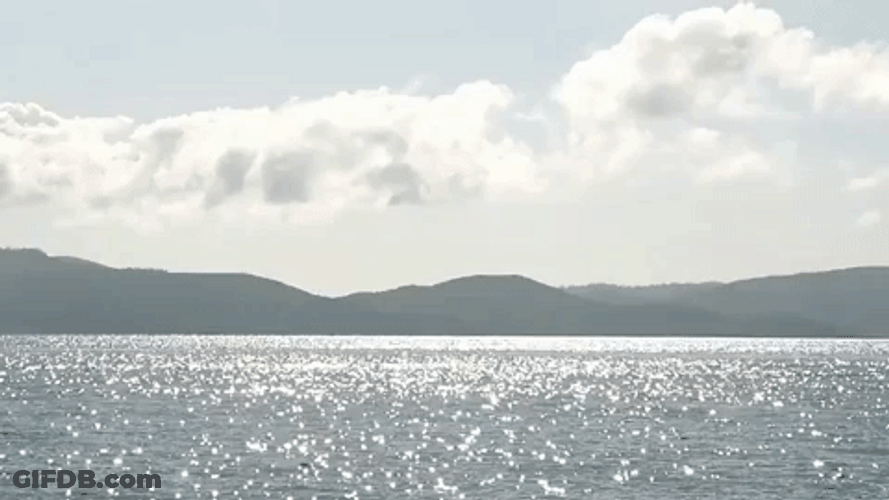 The Whale Dive GIF