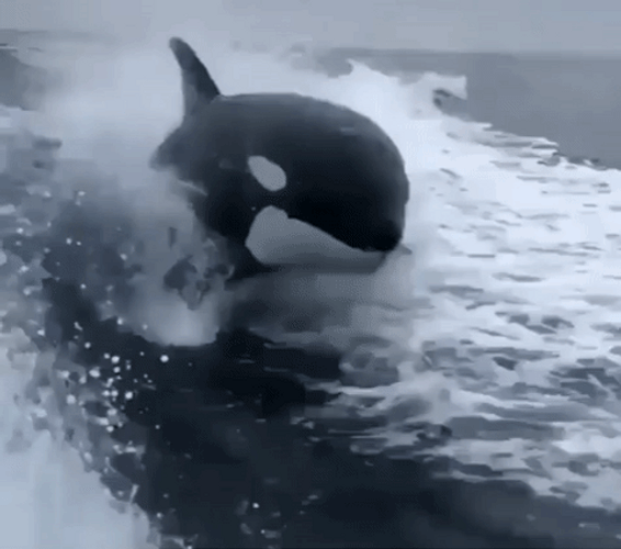 The Whale Following Us GIF