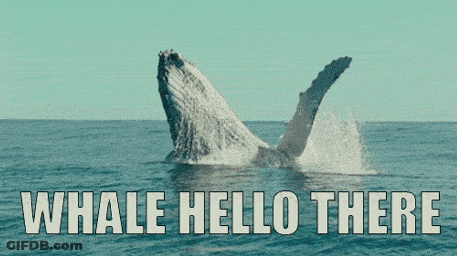 The Whale Hello There GIF
