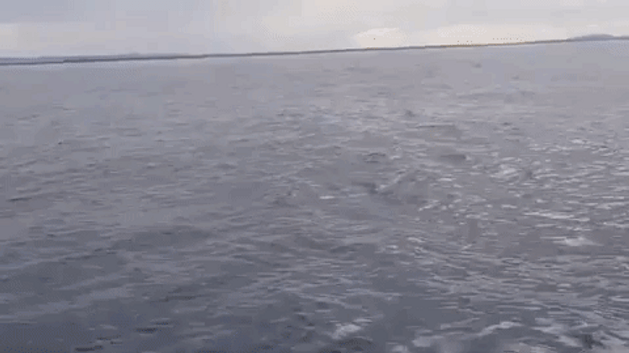 The Whale Showing Up GIF