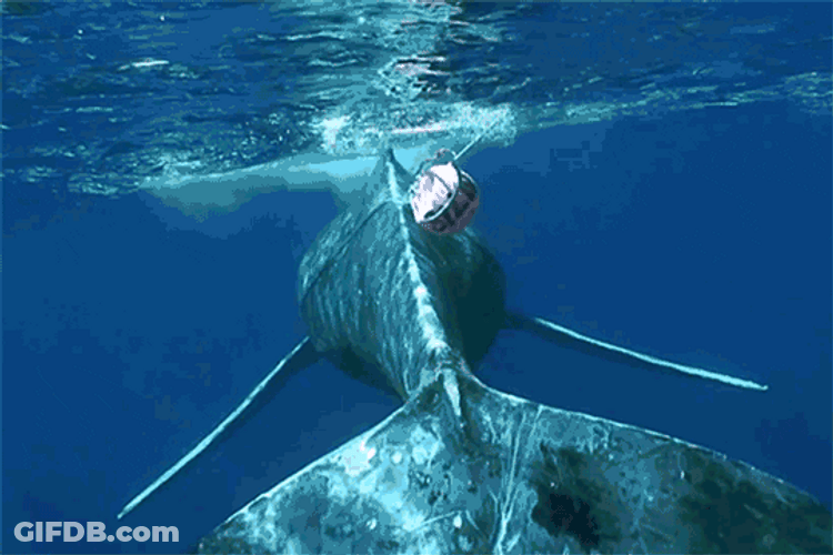 The Whale Tail GIF