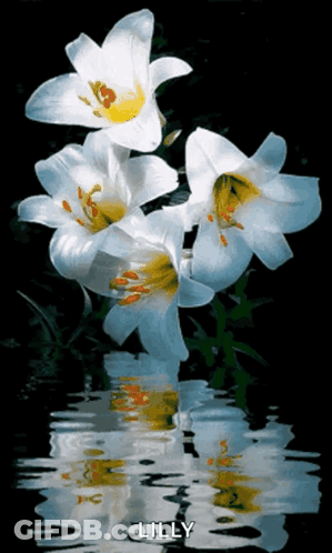 The Word Lilly Is On The Bottom Of A Picture Of Flowers GIF