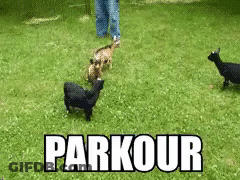 The Word Parkour Is On A Grassy Field With Animals GIF