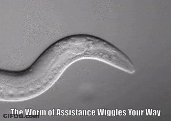 The Worm Of Assistance Wiggles Your Way GIF
