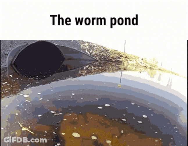 The Worm Pond GIF