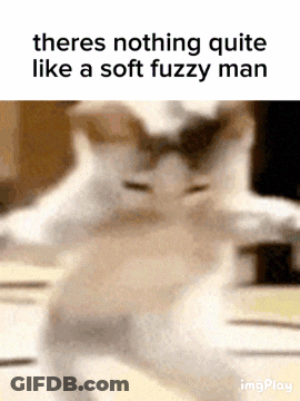 There Is Nothing Quite Like A Soft Fuzzy Man According To A Cat GIF