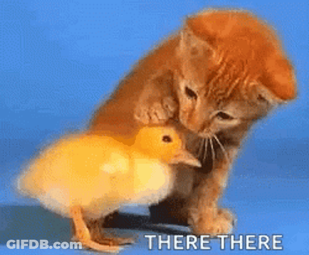 There There Cat Consoling Duckling GIF
