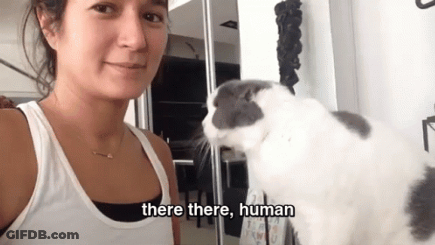 There There Sweet Cat Petting Human GIF