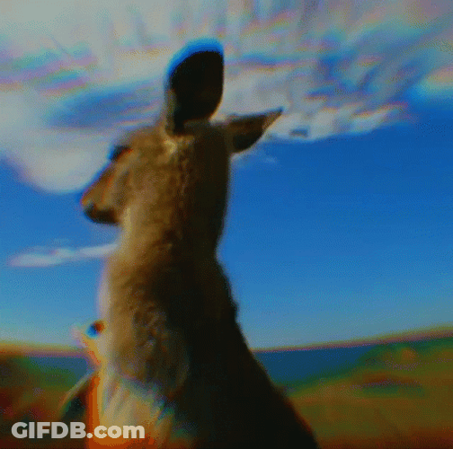 There Trippy Kangaroo And Was Much Rejoicing GIF