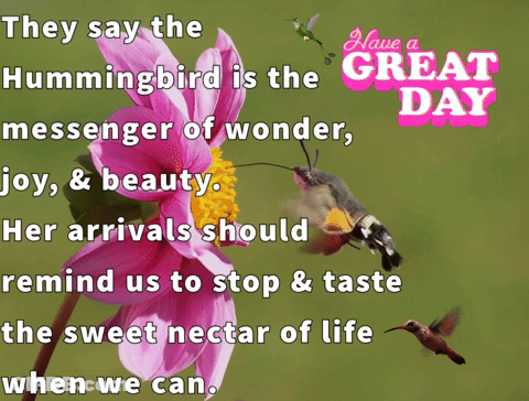 They Say The Hummingbird Is The Messenger Of Wonder , Joy & Beauty GIF