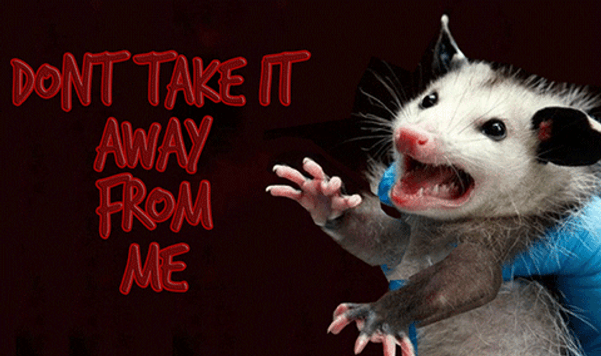 Thief Give It Back Crying Possum GIF