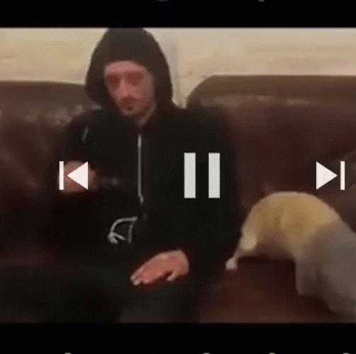 Thief Mask Funny Dog GIF
