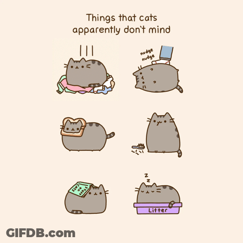 Things Cats Apparently Don't Mind GIF