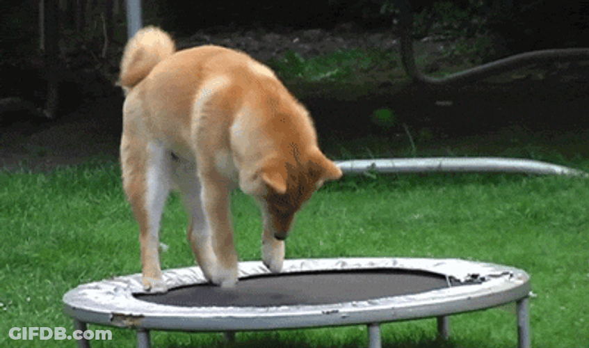 Things That Bounce Dog On Trampoline GIF