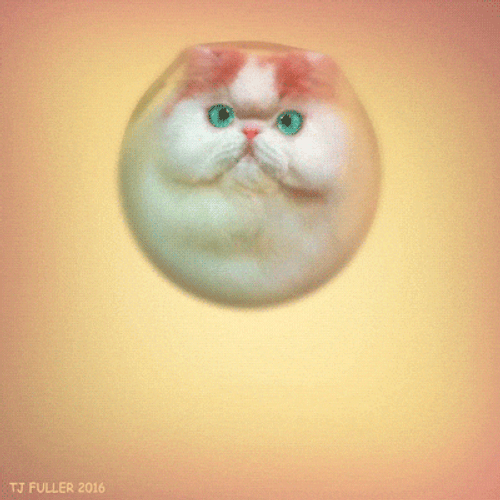 Things That Bounce Inflatable Cat Ball GIF