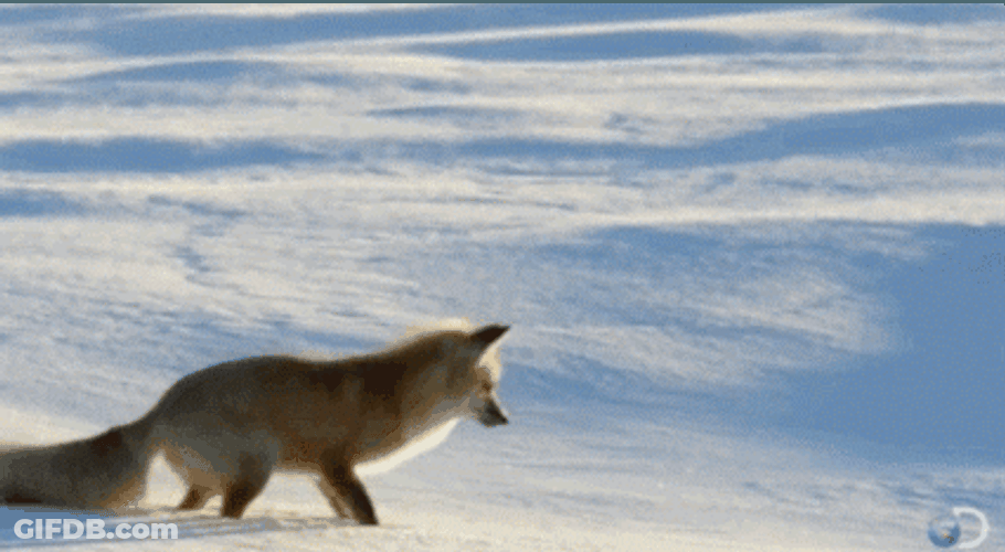 Things That Bounce Wolf On Snow GIF