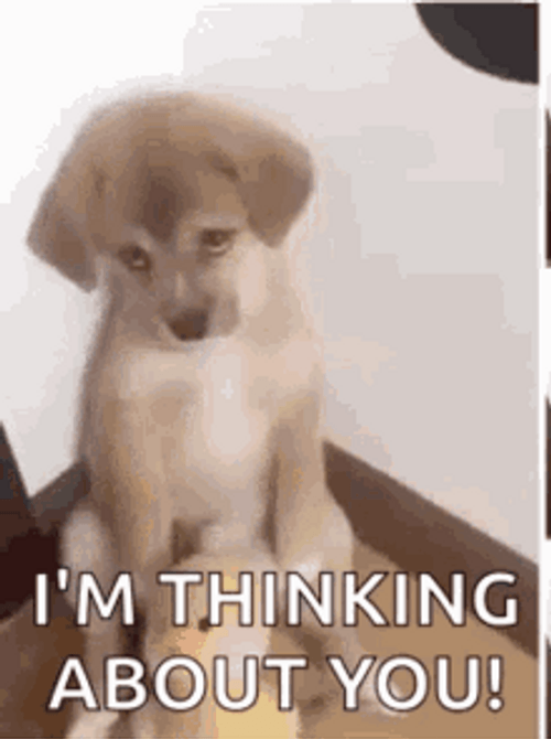 Thinking About You Sad Dog Sitting GIF