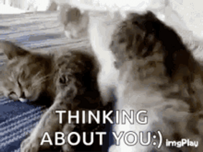 Thinking About You Sweet Cat Hug GIF
