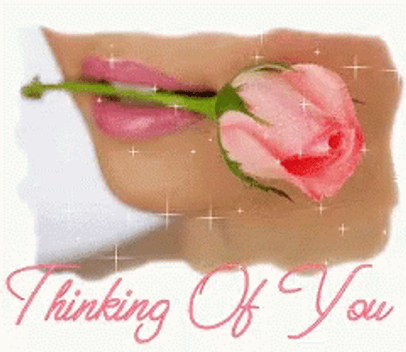 Thinking Of You Pink Rose GIF