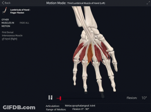 Third Lumbar Muscle Of Hand GIF