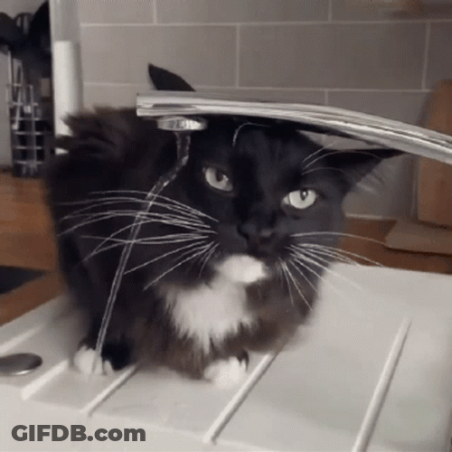 Thirsty Cat Drinking From Faucet Fail GIF