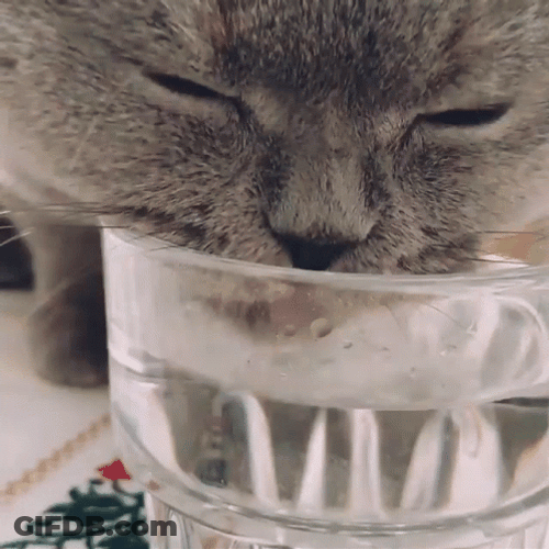 Thirsty Cat Drinking Water Close Up GIF