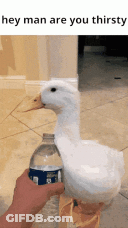 Thirsty Duck Ignoring Water GIF