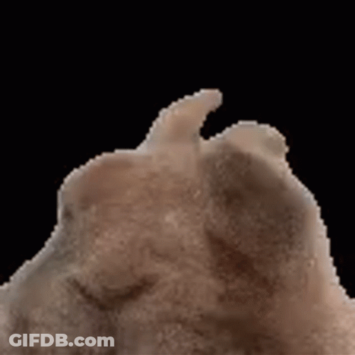 This Bunny Is In The Vibe GIF
