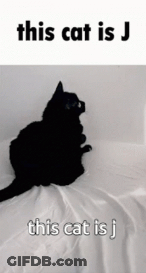 This Cat Is J GIF
