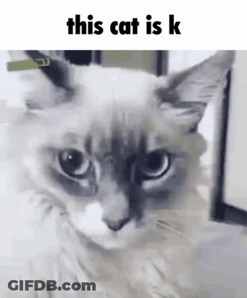 This Cat Is K Shocked Face GIF