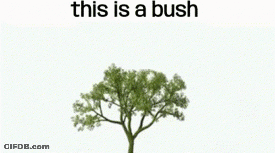 This Is A Bush GIF