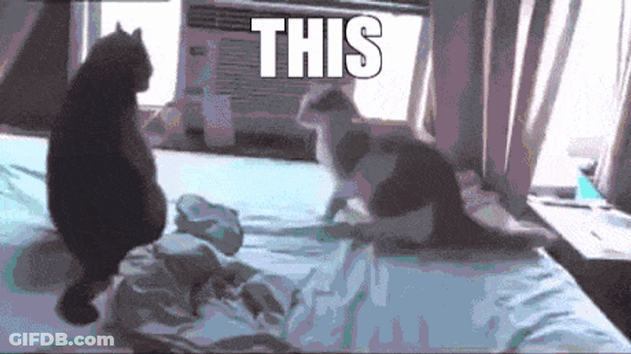 This Is Sparta Cat Meme GIF