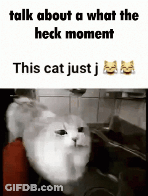 This Just A Cat GIF