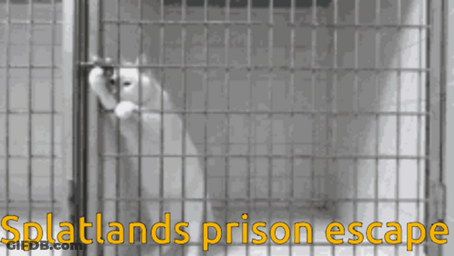This Place Is A Prison Cat Escape GIF