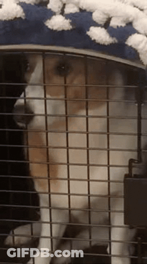 This Place Is A Prison Dog GIF