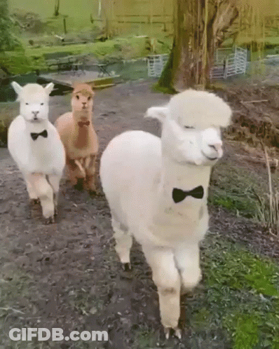 Three Alpacas In Bow Ties Walking GIF