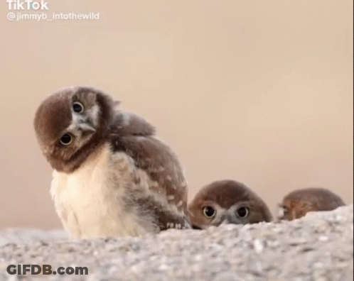 Three Baby Owls Sitting On Rock GIF