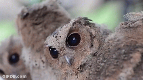 Three Baby Owls Sitting On Tree Branch GIF