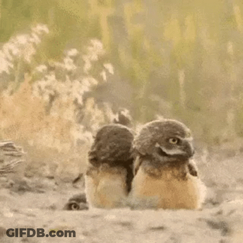 Three Baby Owls Sitting Together Smiling GIF