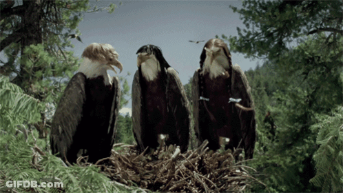 Three Bald Eagles In Nest Looking At Camera GIF