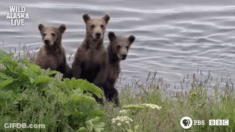 Three Bear Cubs Are Standing In The Grass Near A Lake . GIF