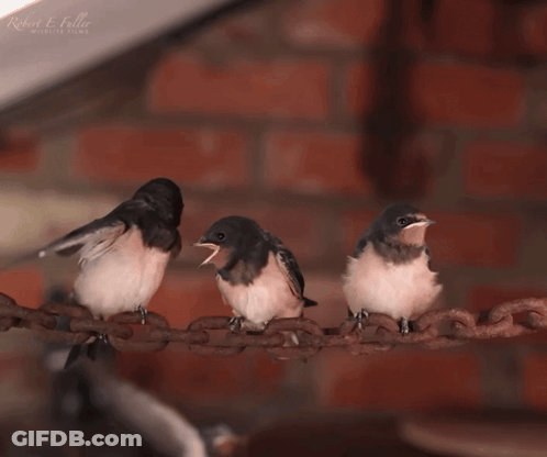 Three Birds Are Perched On A Rusty Chain With Robert E. Baller Written On The Bottom Right GIF