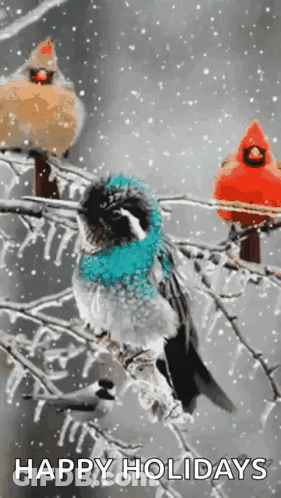 Three Birds On Snowy Branch Wishing Happy Holidays GIF